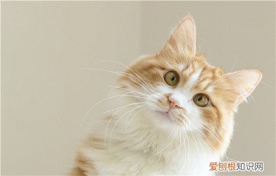 猫咪像狗一样吐舌头 是不是惊到你了?