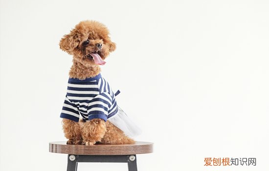 狗狗犬瘟热怎么治疗 狗狗犬瘟热的治疗方法