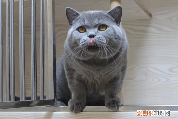 猫发腮前后对比 不是所有猫都会发腮哦！