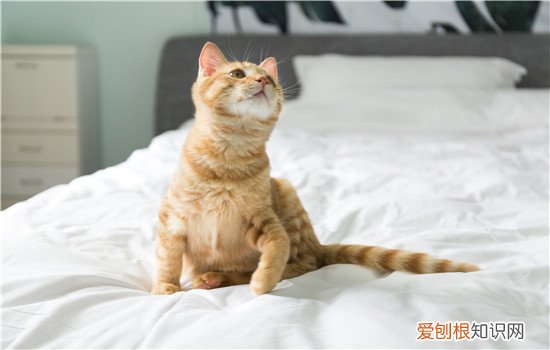 猫吃乌龟吗 你的想象力太丰富啦！