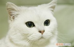 英短白色的猫是什么品种 英短有白色的吗,英短有白色的猫吗,英短白色猫