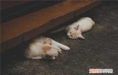 45天的小猫可以送人吗 猫咪出生后多久就可以送人