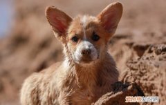 怎么挑选吉娃娃幼犬 选择吉娃娃的注意事项