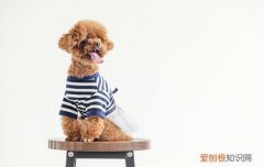 为什么说泰迪犬恶心 泰迪犬好恶心