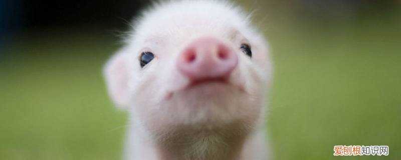 养猪过年是什么动物 家养过年猪是商品吗