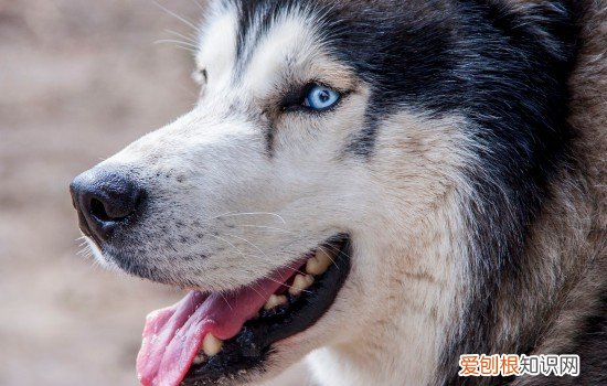 雪橇犬为什么睡雪里不怕冷 雪橇犬为什么睡雪地里