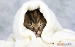 猫为什么爱玩棉签 猫咪为什么喜欢玩棉签,猫为什么喜欢玩棉签,为什么猫喜欢玩棉签