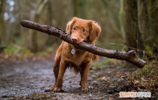 狗狗尿道炎的原因 狗尿道炎症状表现形式