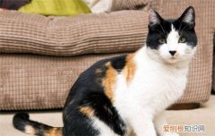 三花猫为什么没有公的 三花猫是只有母猫吗