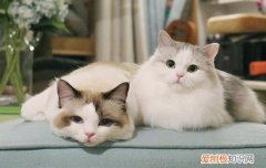 猫咪喜欢和主人捉迷藏 猫捉迷藏是喜欢你吗,猫咪爱捉迷藏怎么回事,猫咪跟你捉迷藏的表现