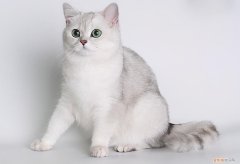 很胖很胖的猫是什么品种 胖胖的猫是什么品种,什么猫胖胖的可爱,什么品种的猫胖乎乎的