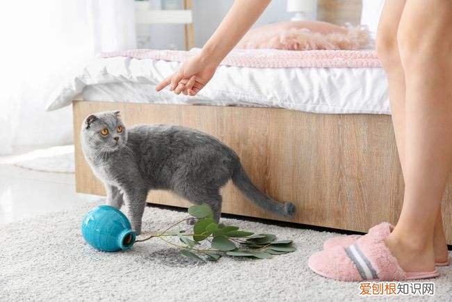怎样防止猫抓花盆土 那就看你平时有没有进行训练
