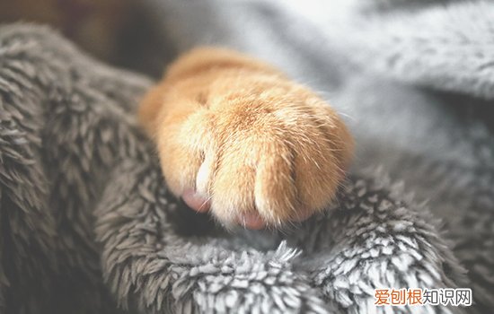 三花猫的缺点 三花猫为什么养不熟,为什么三花猫养不熟,三花猫养不熟是为什么