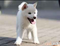 白色柴犬为什么便宜 白色柴犬便宜的原因