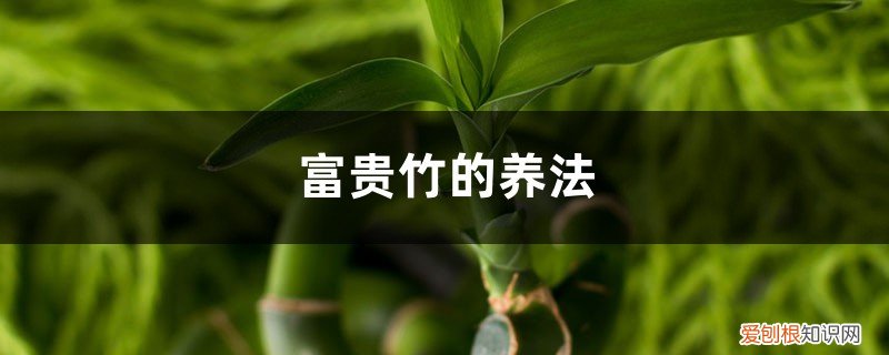 水养富贵竹的方法和注意事项 富贵竹的养法，水养富贵竹的方法