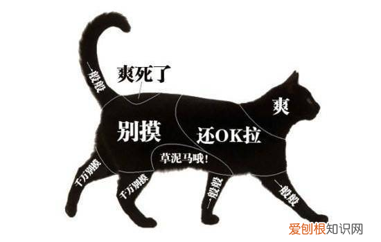 怎么样摸猫最舒服 怎么撸猫,怎么摸猫猫会开心,怎么摸猫比较舒服