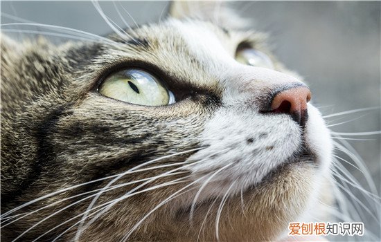 猫感冒了什么症状 猫感冒的症状,猫感冒怎么办,猫感冒的症状吃什么药