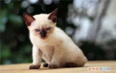 小猫能吃苹果泥嘛 宠物猫可以吃苹果吗,猫可以吃苹果泥吗,猫可以吃苹果和香蕉吗