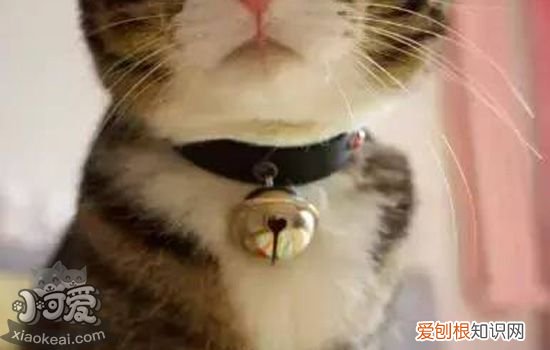 为什么要戴猫项圈 带项圈除了好看之外还有这么多你不知道