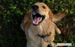狗嗅觉可以识别癌症 狗狗嗅出癌症的反应