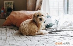 狗狗咳出白色的痰液吃什么药 狗狗咳出白色的痰液