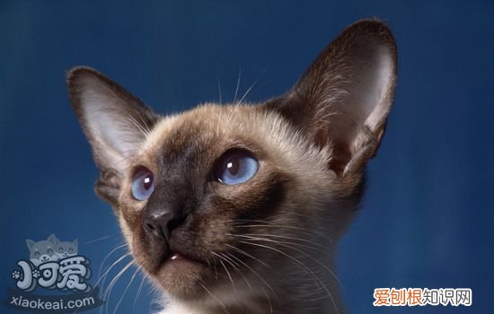 暹罗猫的品种有哪些 猫之贵族暹罗猫有多少品种