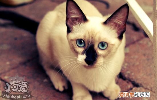 暹罗猫的品种有哪些 猫之贵族暹罗猫有多少品种