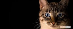 猫咪能吃板栗么 猫咪能吃熟的板栗吗,猫能吃熟板栗吗,猫咪可以吃熟的板栗吗