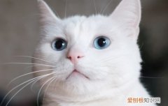 猫半张着嘴是怎么了 这三种情况你要注意了！