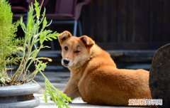 土狗幼犬特征 土狗幼犬长什么样