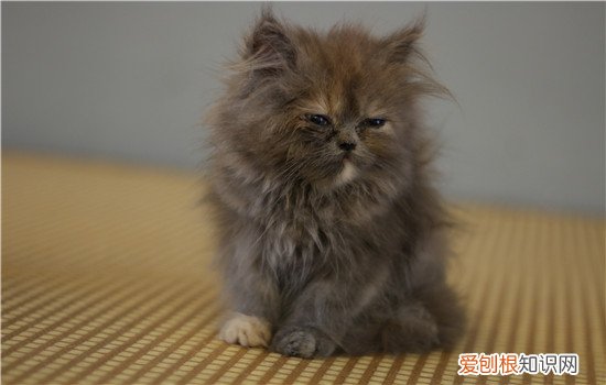 波斯猫能吃鱼吗 波斯猫可以吃油煎的鱼吗