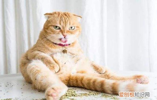 猫为什么吃我的头发 如何阻止猫吃头发