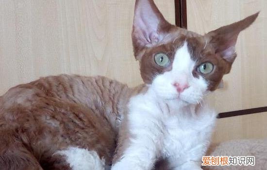 德文卷毛猫换季掉毛吗?猫咪的换毛期应该怎么办