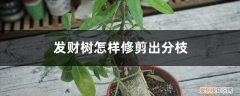 发财树应该怎么修剪枝 发财树怎样修剪出分枝，发财树剪枝后如何处理