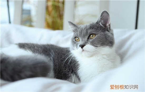 波斯猫会掉毛吗 波斯猫掉毛严重吗,波斯猫掉毛严重怎么办,波斯猫容易掉毛吗