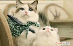 母猫对公猫要熟悉几天 要怎么样接触两只猫才没有敌意？