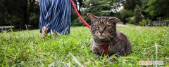 怎么教猫咪清理菊花 怎么让猫清洁自己菊花,怎么让猫自己清理屁股,猫咪自己清洁屁股