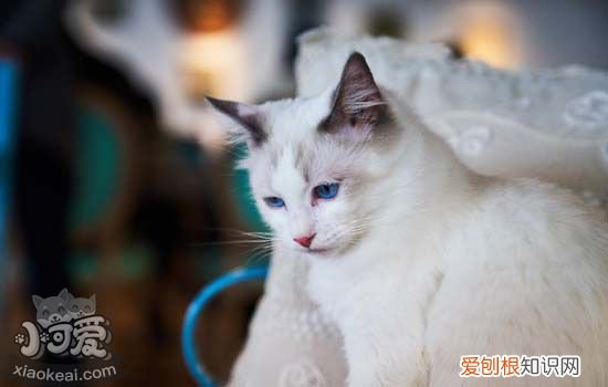 猫嫉妒心强是啥表现 猫咪做出这些行为就代表着醋坛子翻了