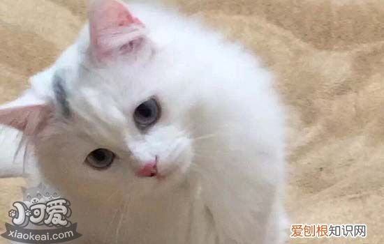 猫嫉妒心强是啥表现 猫咪做出这些行为就代表着醋坛子翻了