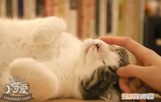 猫用脸蹭人是什么意思 猫咪用脸蹭人的5个理由