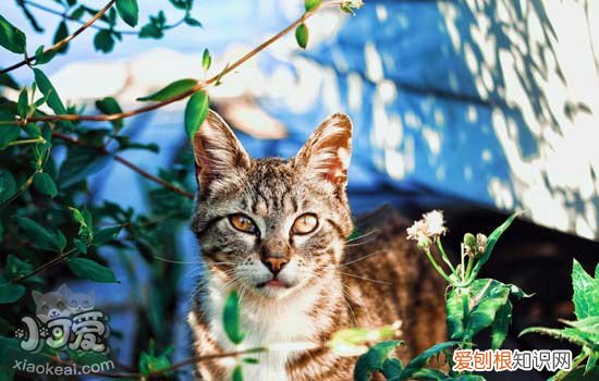 猫用脸蹭人是什么意思 猫咪用脸蹭人的5个理由