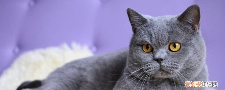 猫打完疫苗不吃东西,猫打完疫苗不吃东西正常吗,猫打完疫苗不吃东西怎么办