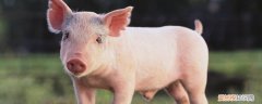 猪尾巴消耗多少饲料 尾粉在猪的饲养标准