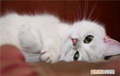 猫为什么喜欢趴鞋上 答案真让人暖心！