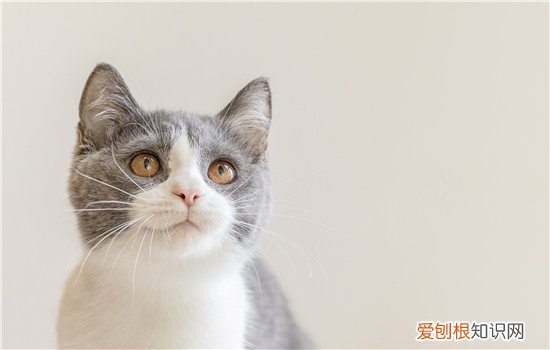 猫穿上衣服不会走路了怎么办,猫穿上衣服就不会走路了该怎么引导,猫为什么穿上衣服就不会走路了