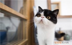 秋天猫身上有静电怎么办,猫身上有静电对猫有害吗,冬天猫身上有静电怎么办