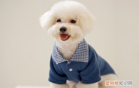 狗狗呕吐注射庆大霉素管用吗 狗狗呕吐可以灌庆大霉素吗