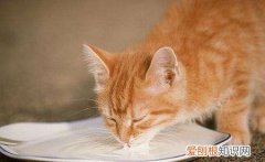 猫喝凉水会不会拉肚子,猫冬天喝凉水会不会拉肚子,猫喝凉水拉肚子怎么办