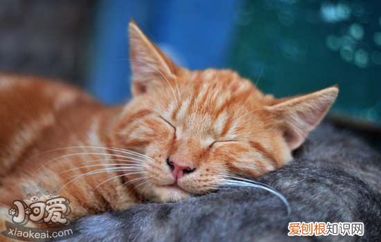 养猫需要知道的事情 爱猫铲屎官必知的8点喂猫心得