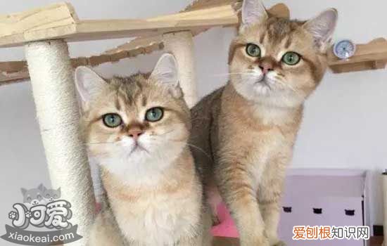 养猫需要知道的事情 爱猫铲屎官必知的8点喂猫心得